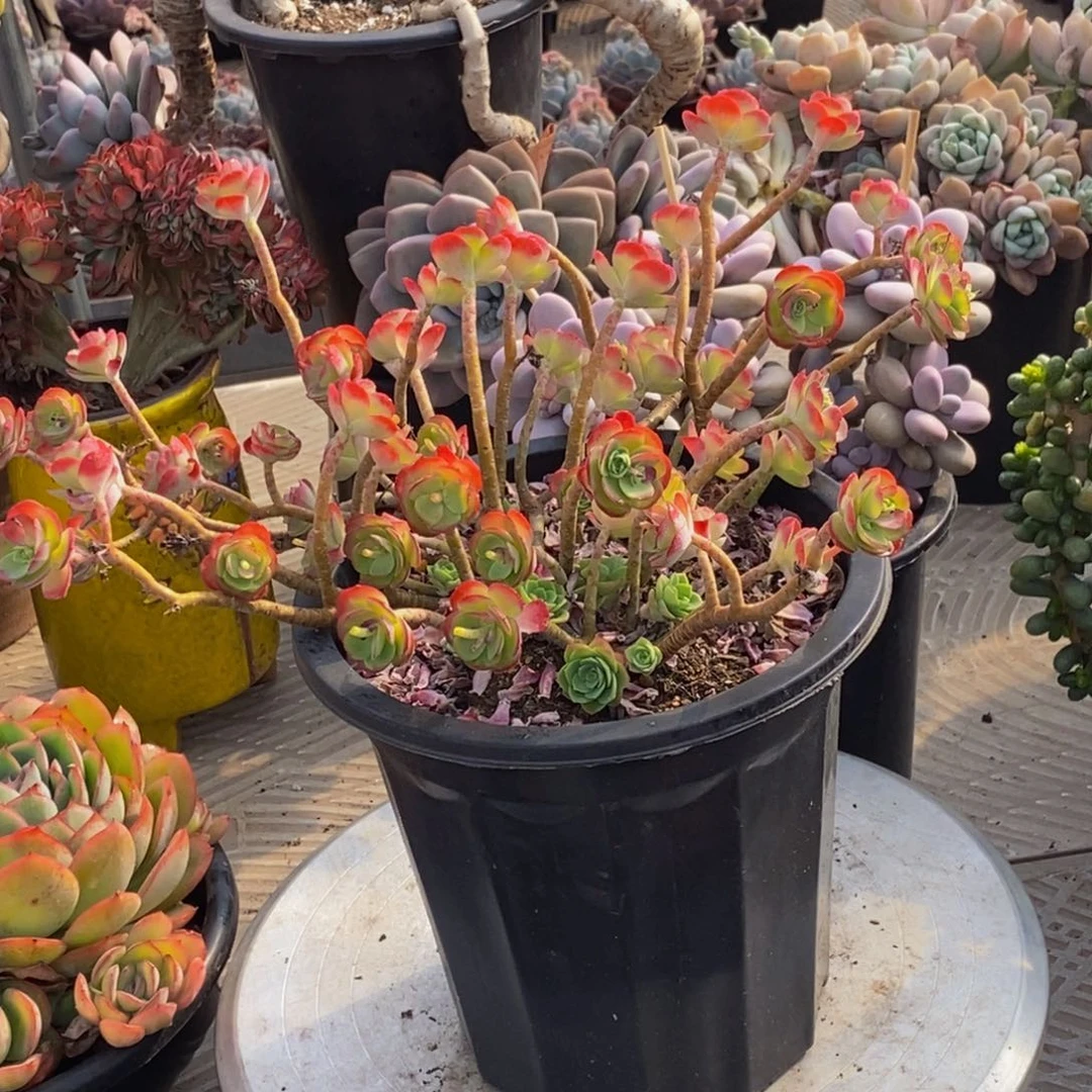 遵****丽48包邮一物一拍多肉植物