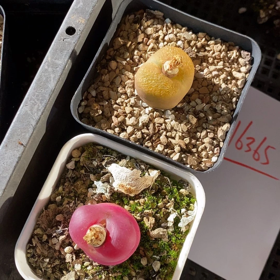 16365。   两颗蟠桃带盆发货。