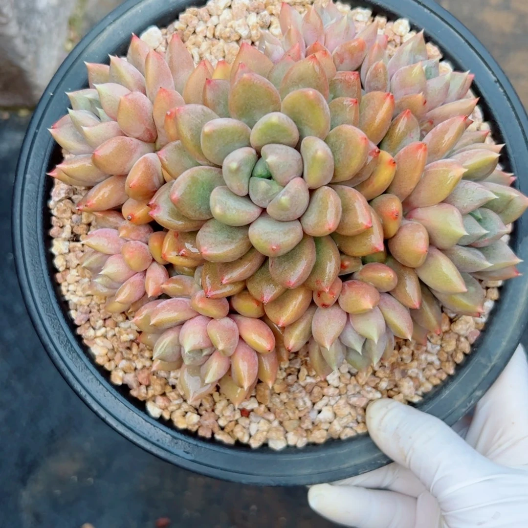 红象牙的自然群多肉植物