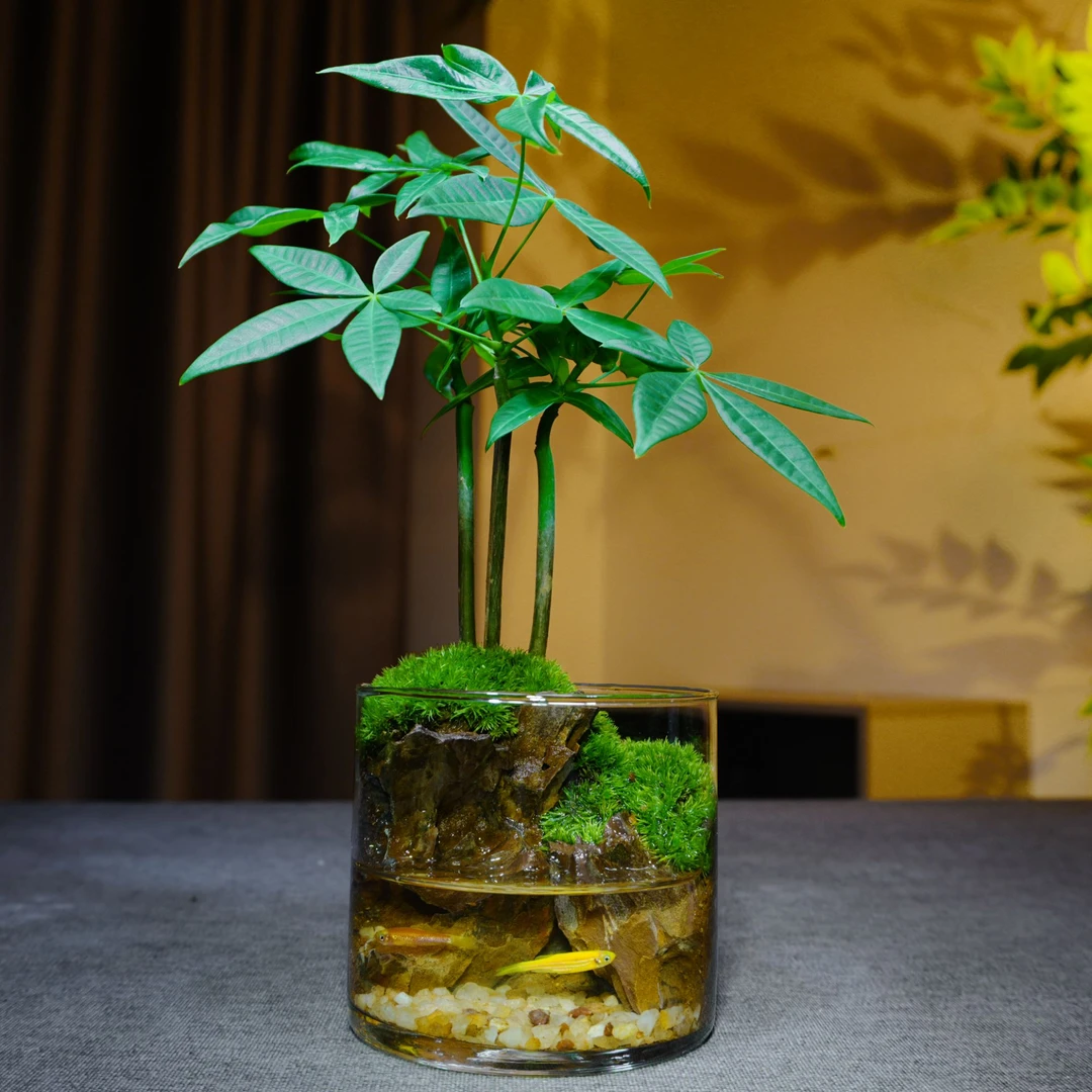 中秋补贴【马上发】绿植微景观发财树盆栽禅意办公室植物盆景摆件