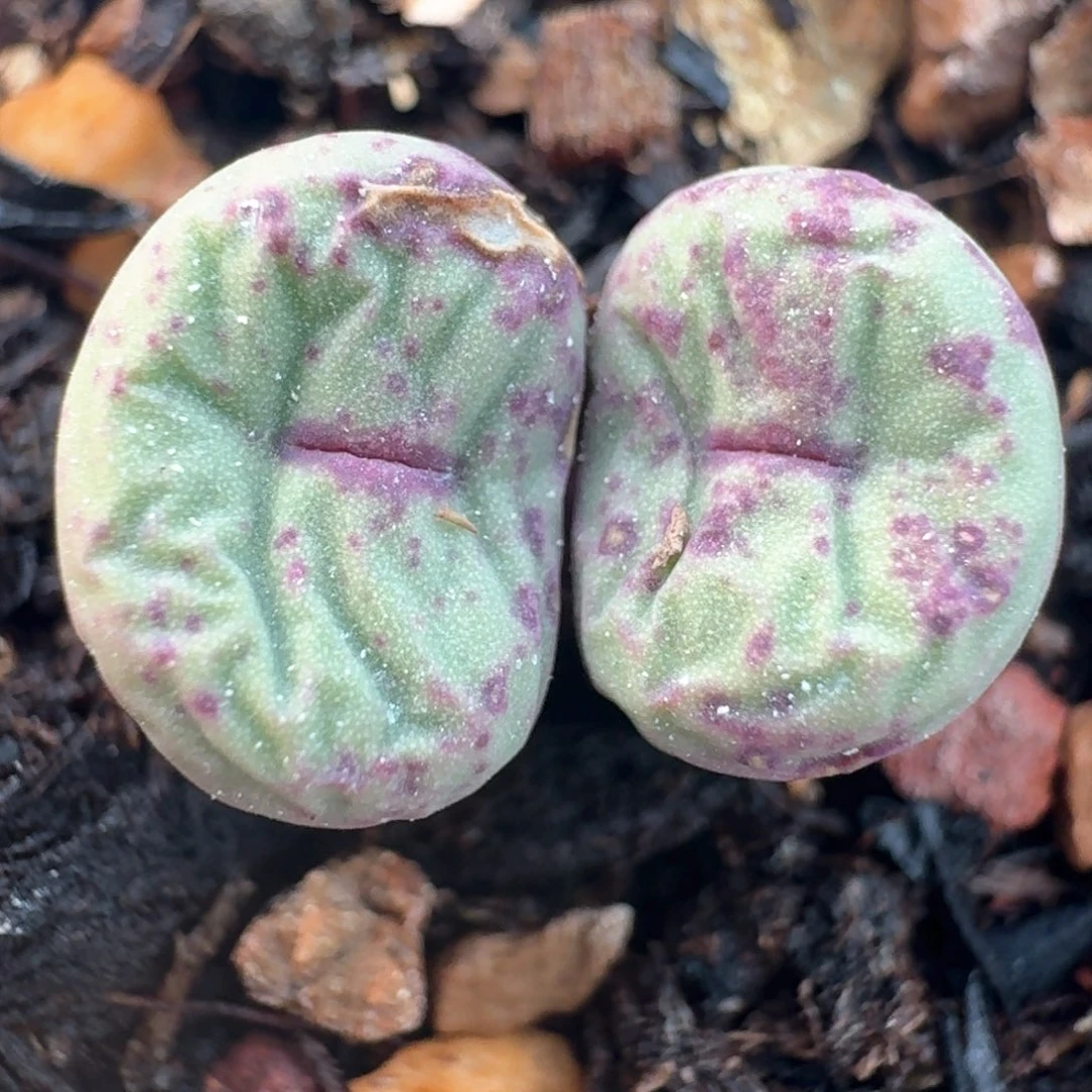 71脱土发货0000000