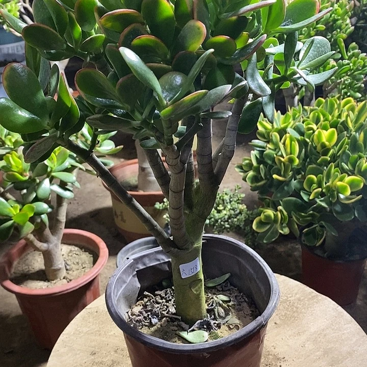 六****）45黄金花月一物一拍