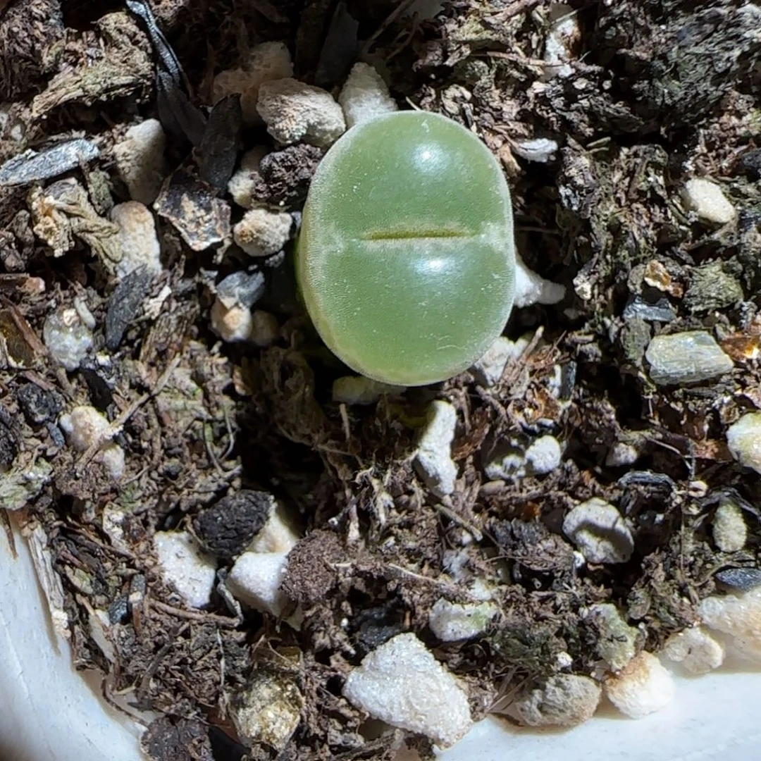 肉锥多肉植物组合-安格381