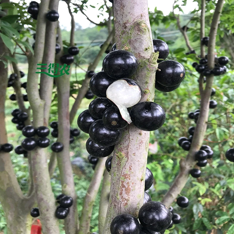 2三得农福冈艾斯卡红妃沙巴嘉宝果苗树葡萄苗 庭院种植 盆栽种植