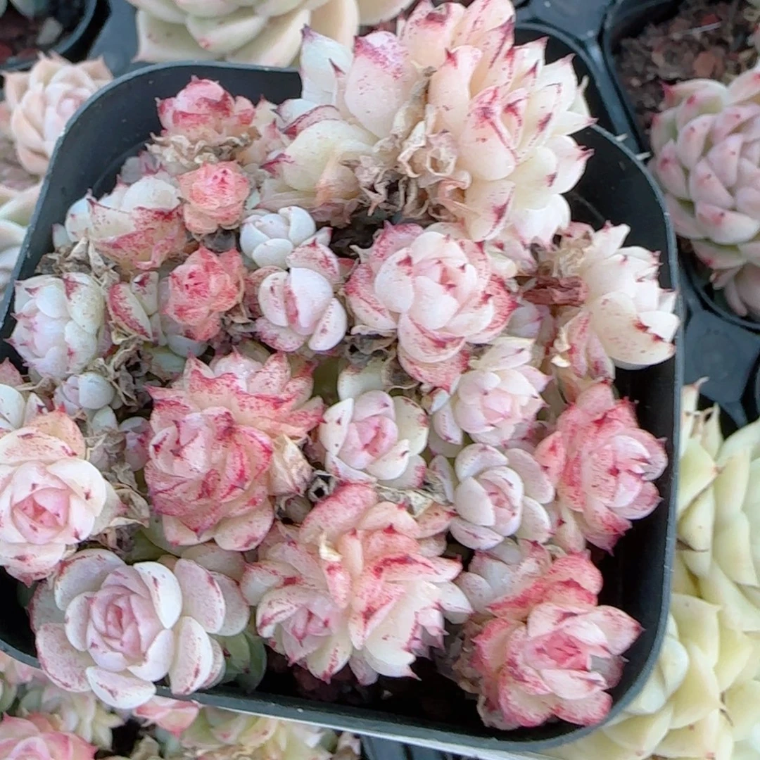 夏***甜花语多肉1228-456散魔仙