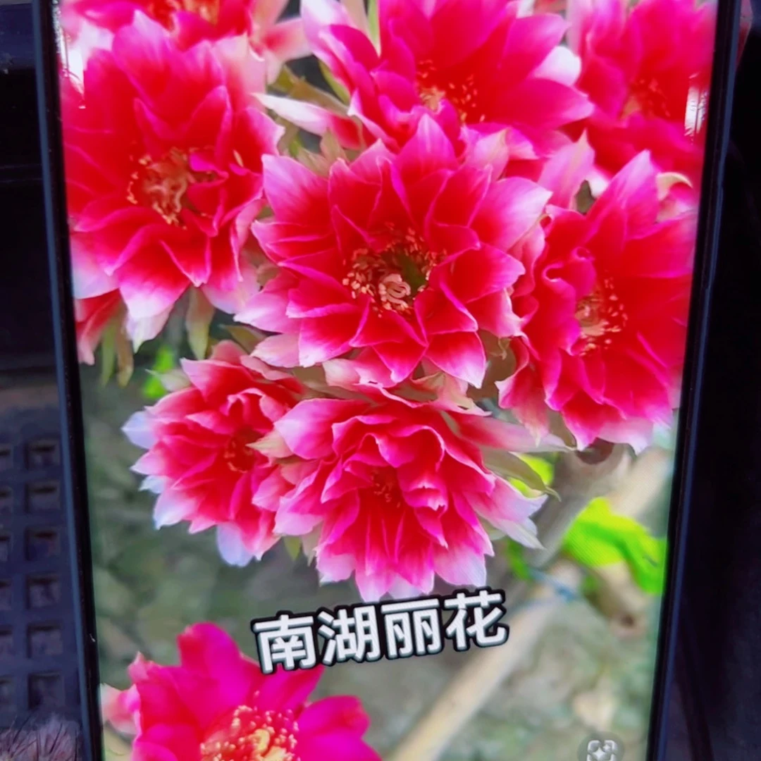 下47丽花水花歪无根侧芽2一3公分左右20包邮