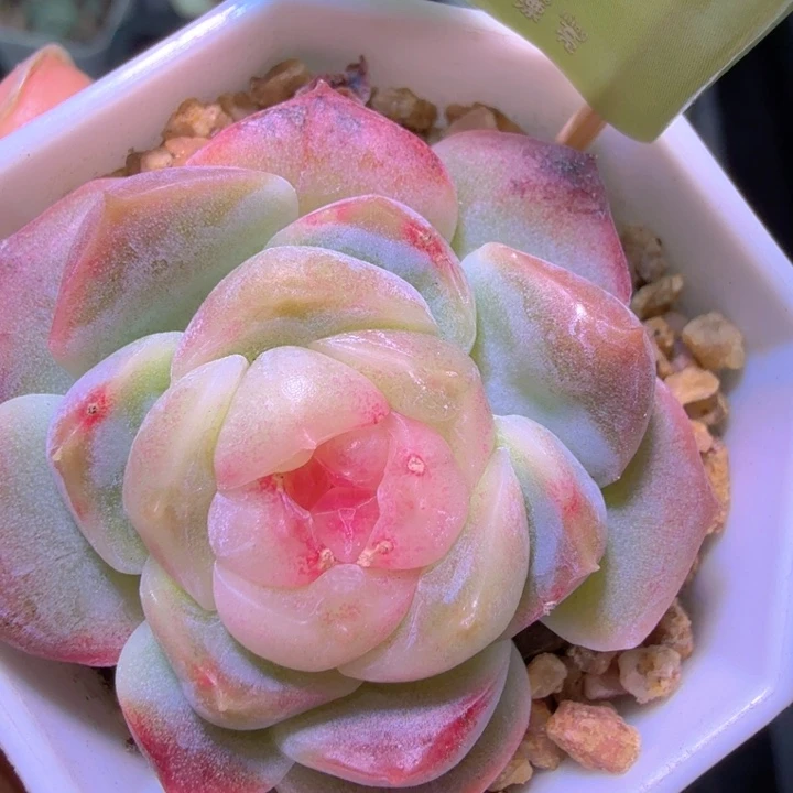 良辰单头开播福利特