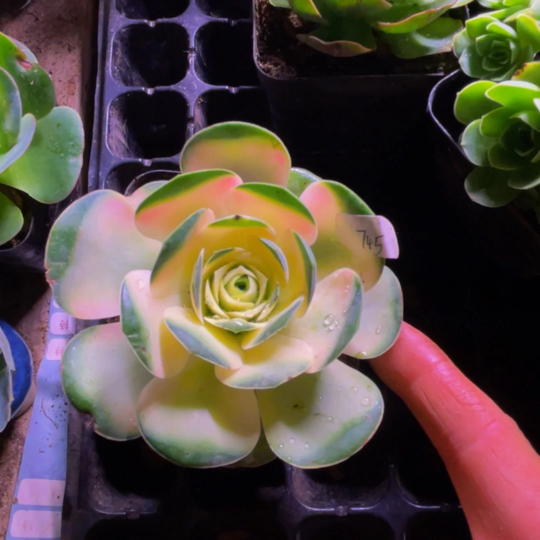 人工锦745多肉植物花卉