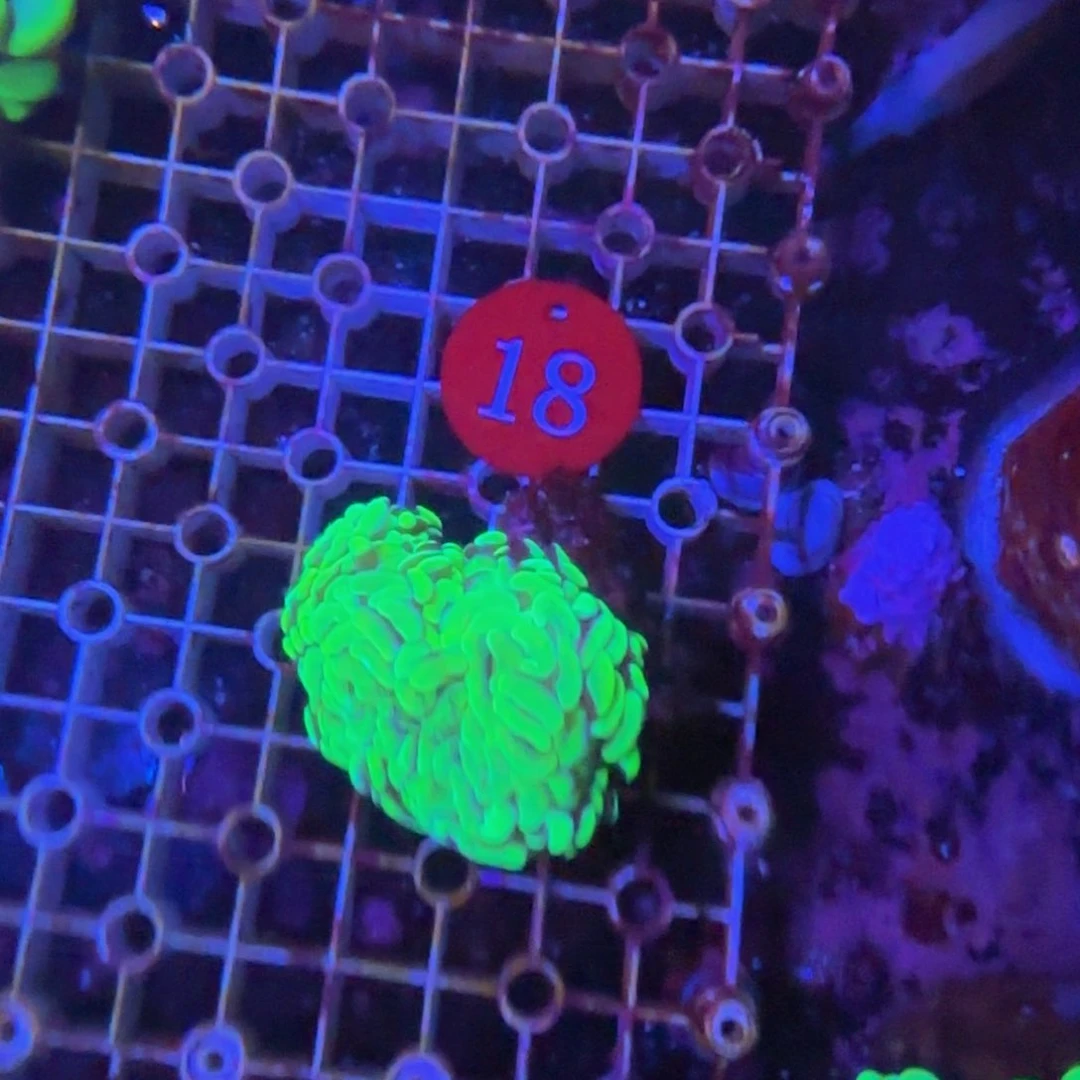 万鱼来朝海水观赏