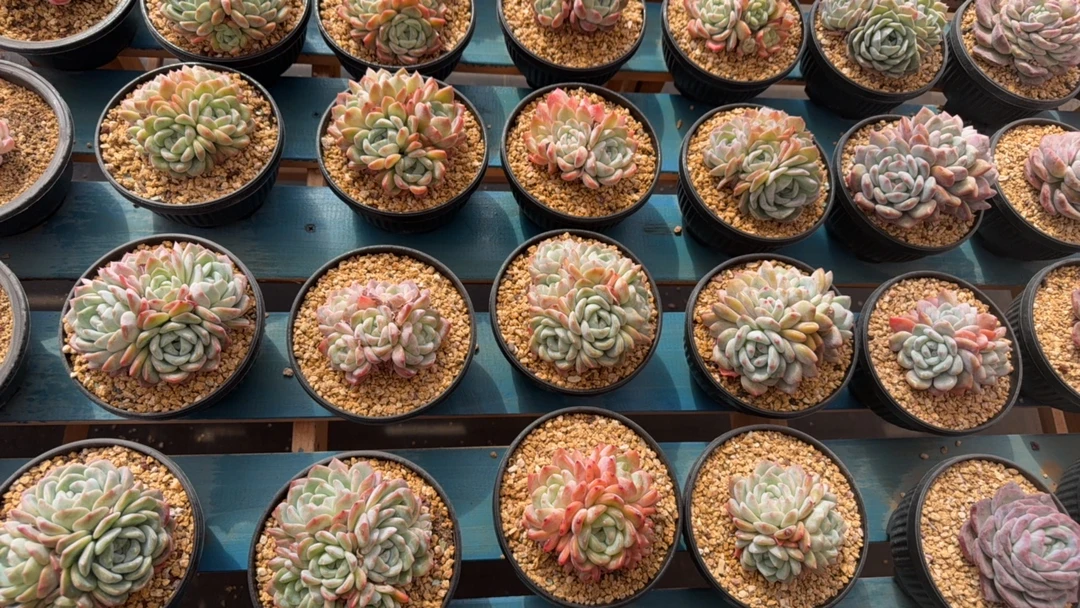 群生梦露宝石多肉一物一拍