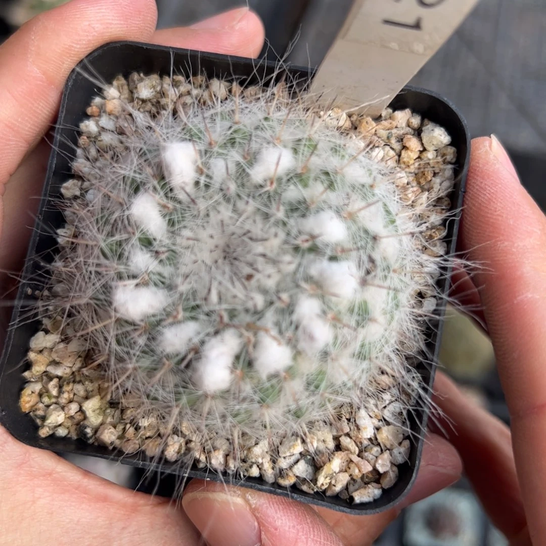 实生乳突杂交 脱土发货的