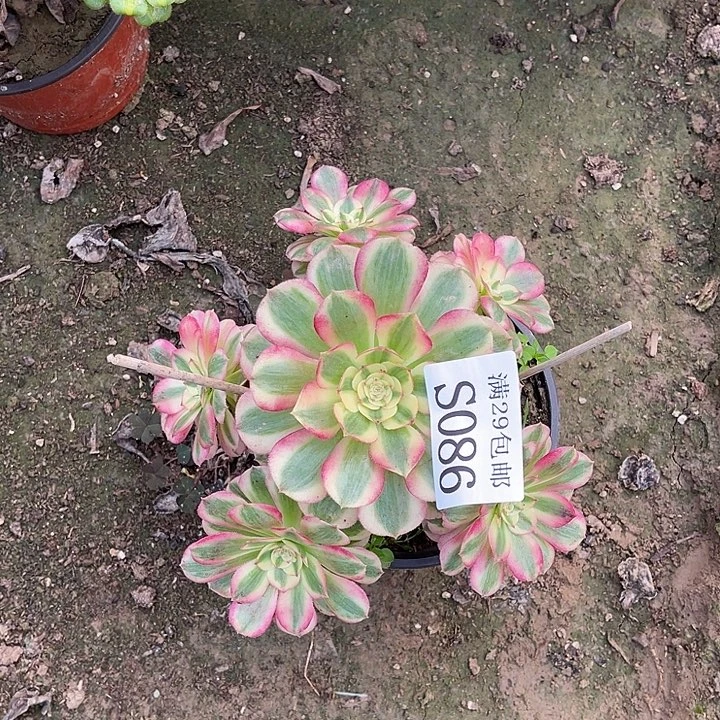 086倾城多肉植物