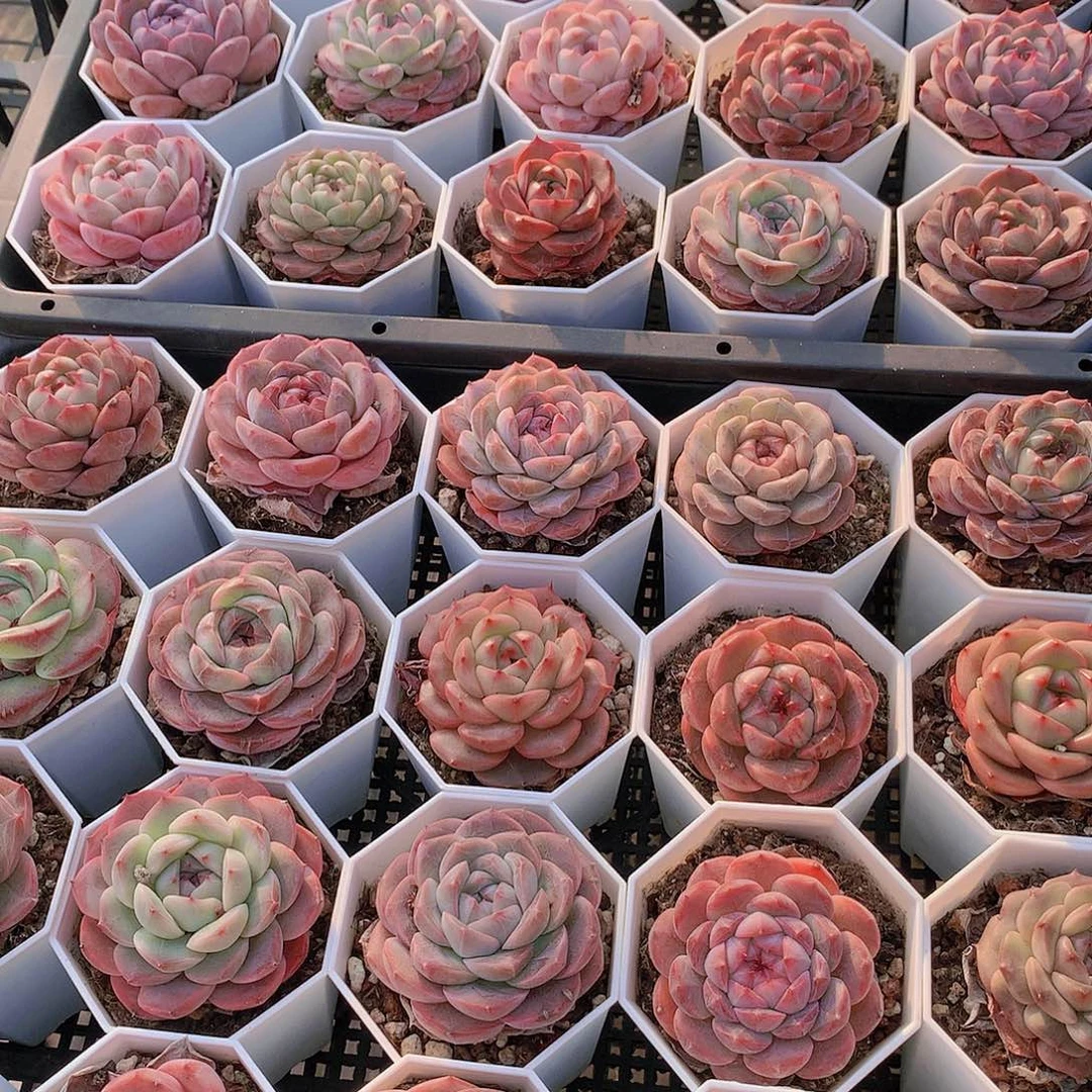 7颗组合245779900000