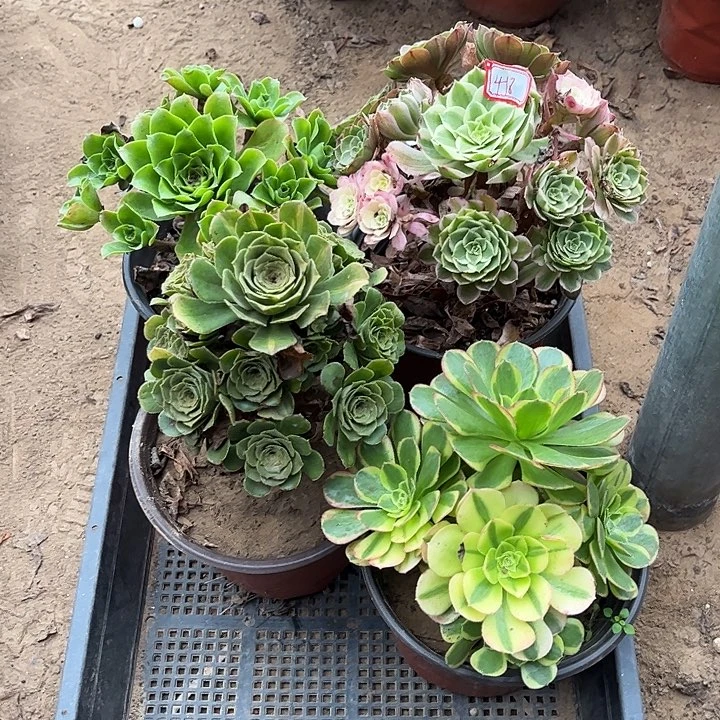 418多肉植物组合，