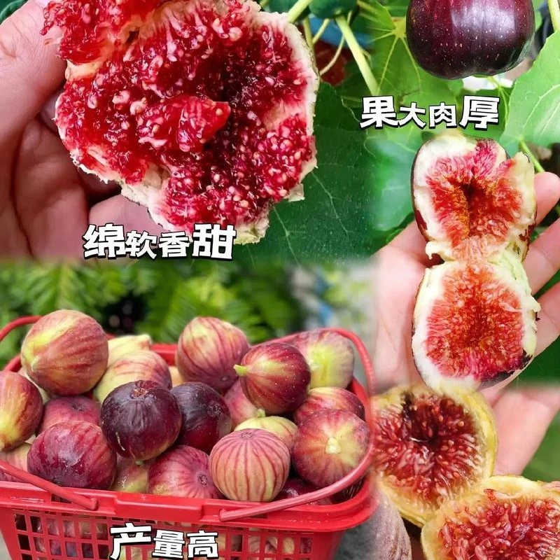 无花果威海青皮，波姬红盆栽果树种植优质栽种耐寒生长
