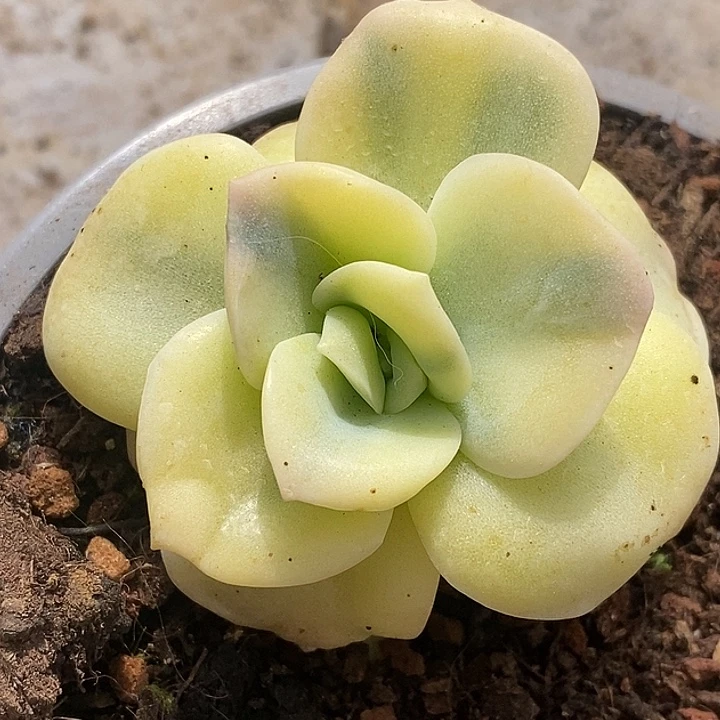 富轮可爱玫瑰健健康康