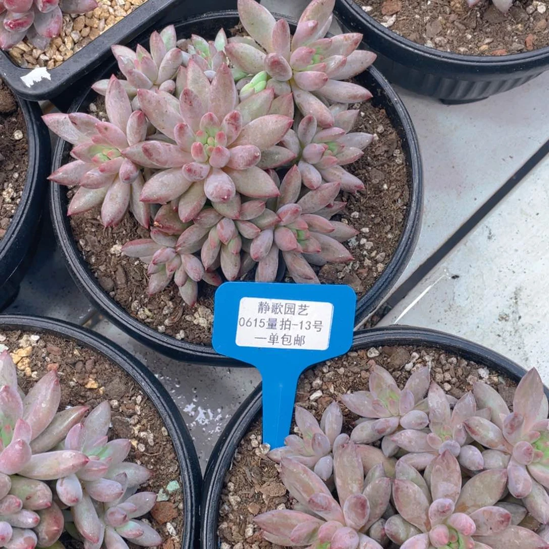 0615-13-手捧花虞美人大群一颗