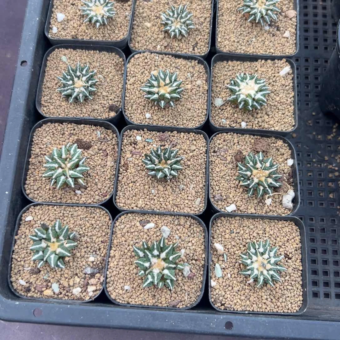 2.5厘米黑，姬牡丹多肉植物