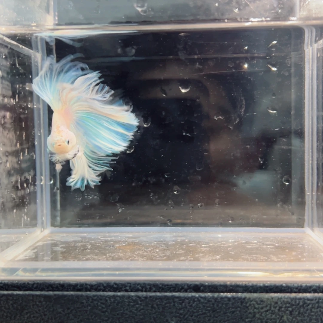 斗鱼浅色仙仙裙特殊尾