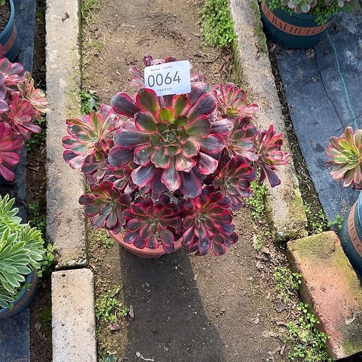 0064丽娜多肉植物