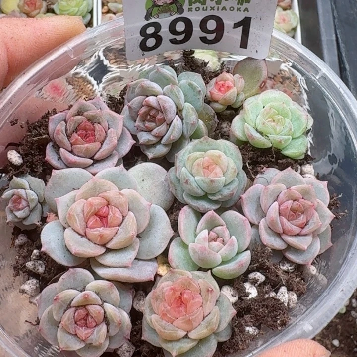 多肉植物多肉植物