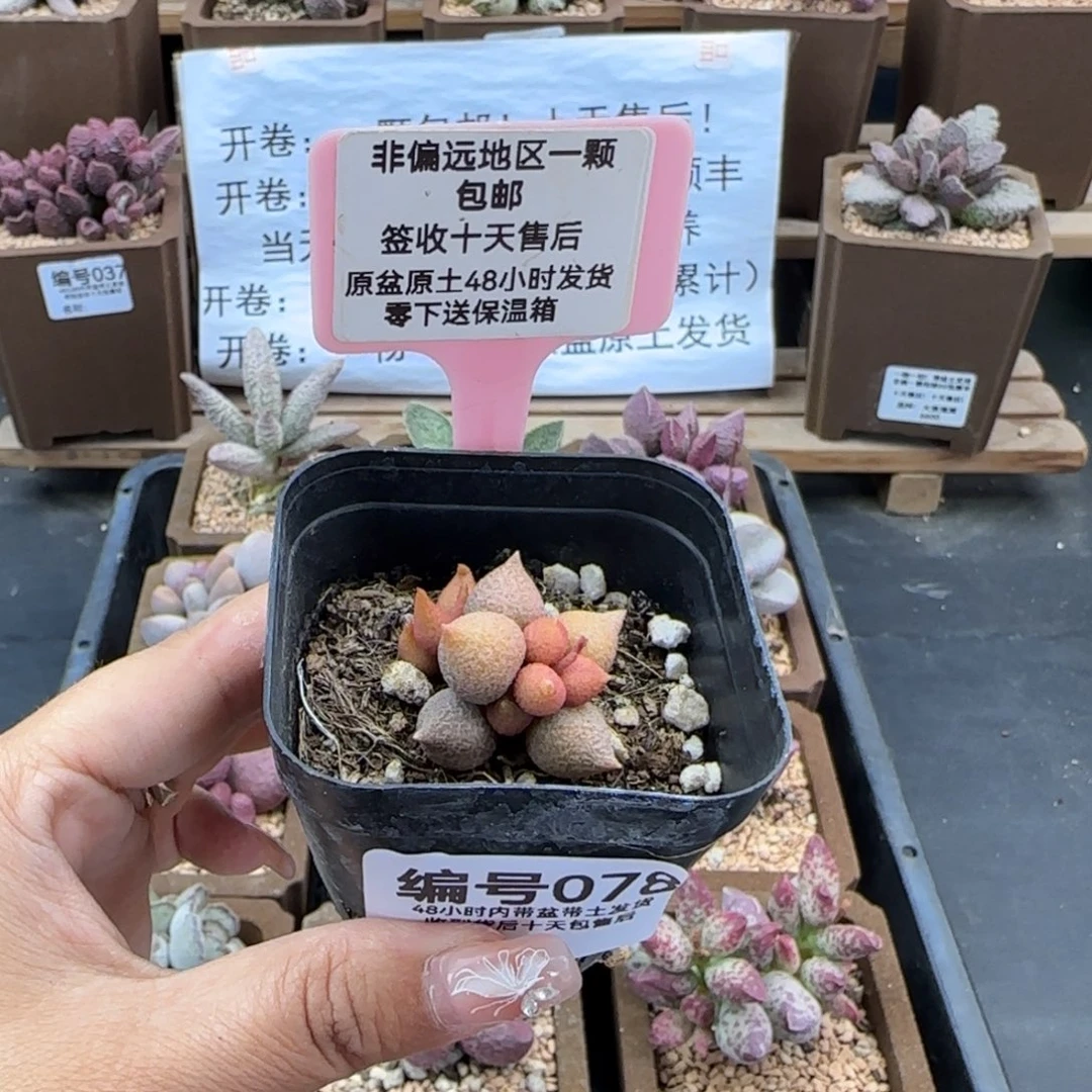 小****污078小辣椒多肉植物