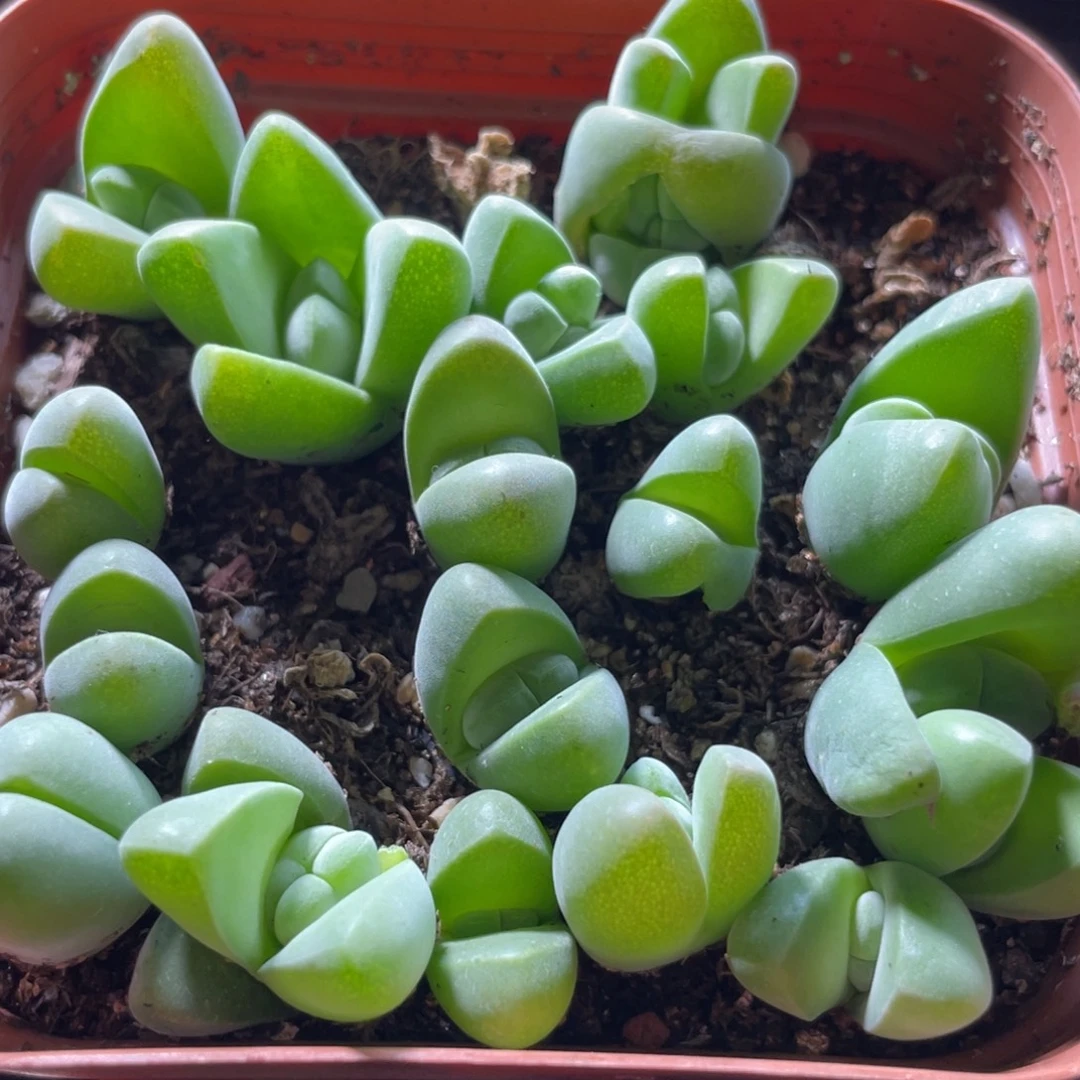 大盆特价一物一拍～51