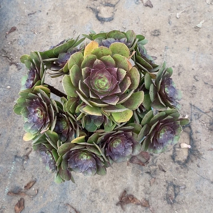 万圣节3多肉植物法师法师