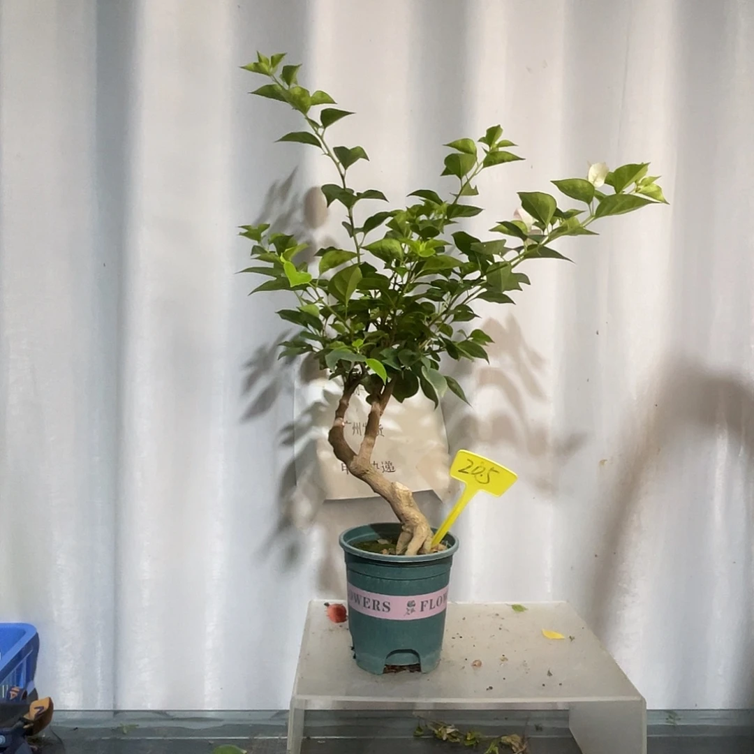 当前无花栽培后可以开花205绿樱桩，粗2.5公分