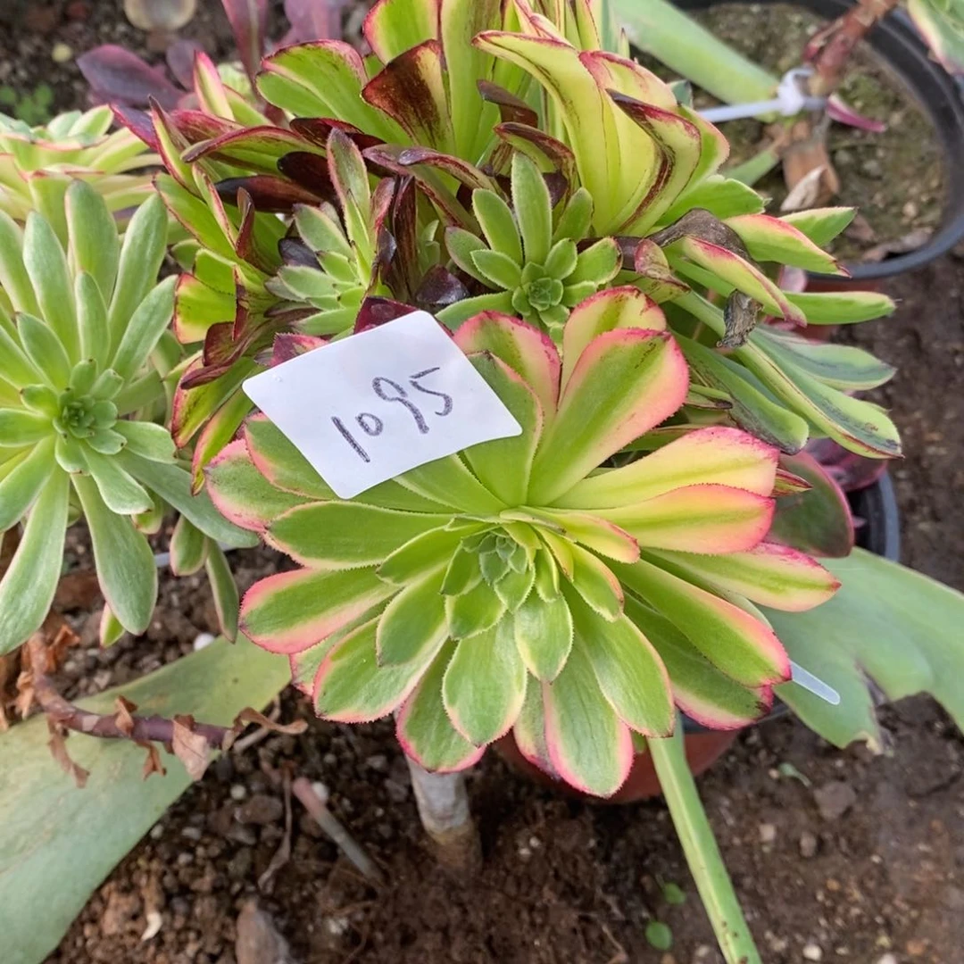 1095莫兰迪砍过嫁接多肉植物