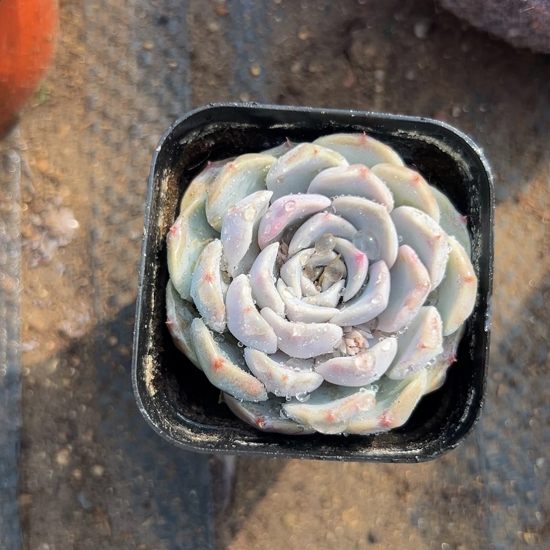 多肉植物多肉植物