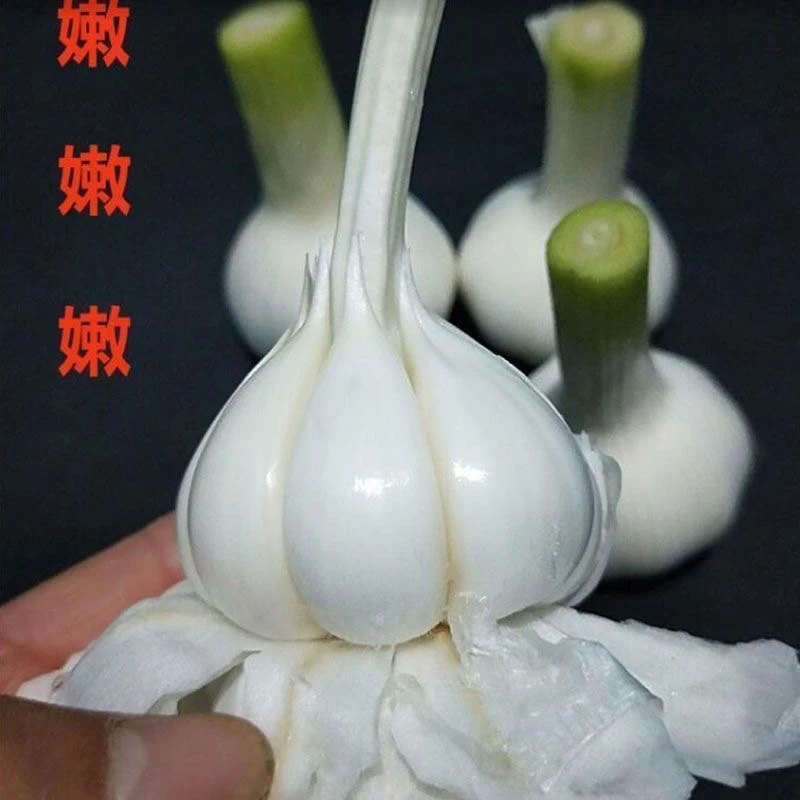 农家当季新蒜山东红心紫皮大蒜头腌制糖醋蒜新鲜蒜红皮蒜米去皮商