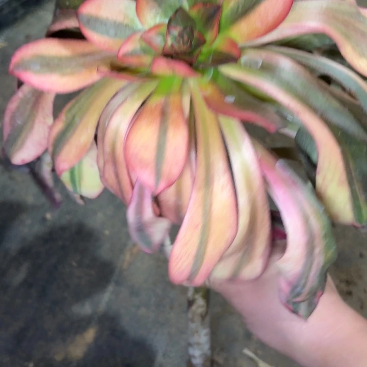 一物一拍法师巫独1114