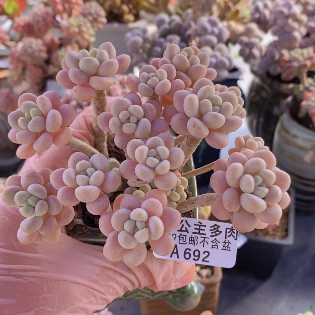 洛可可9cm692多肉植物