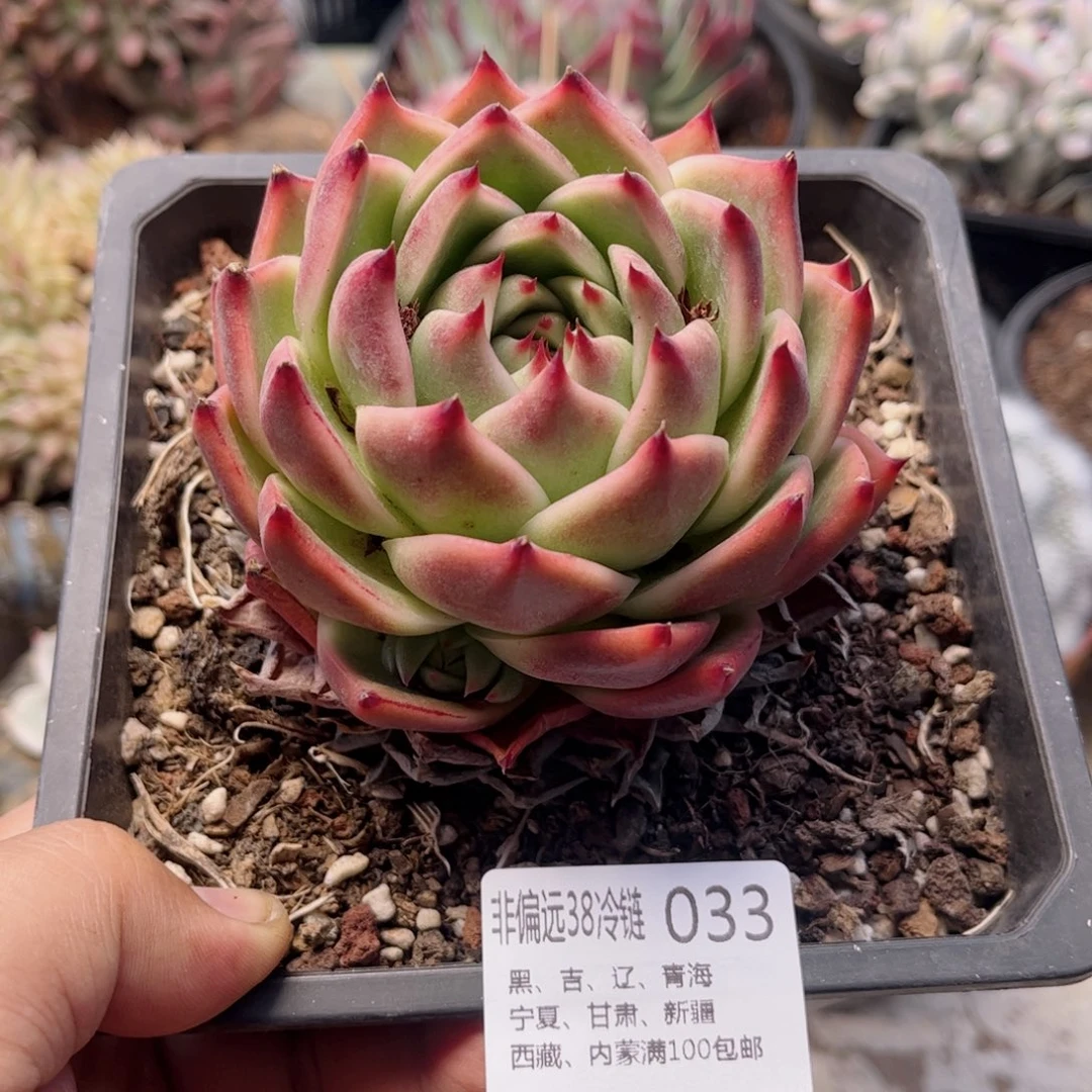 033霸王龙德华多肉