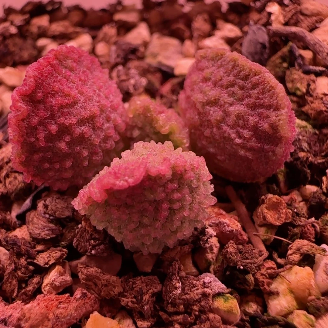 实生两年苗，带盆发