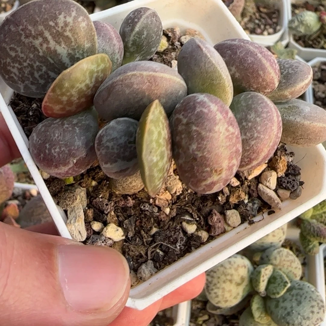 满斑花蛋水泡多肉