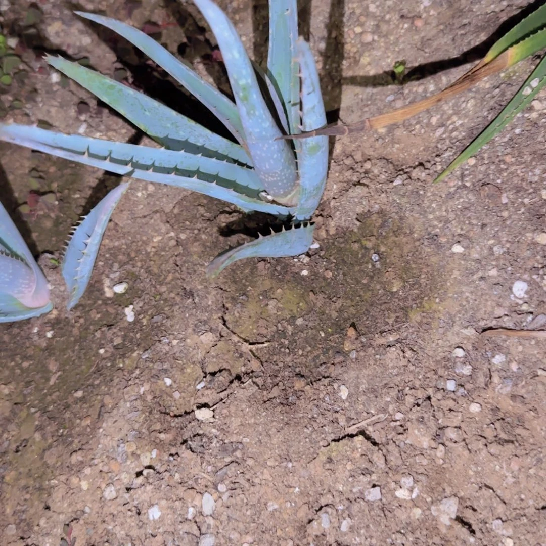 Z***I块根植物块根植物