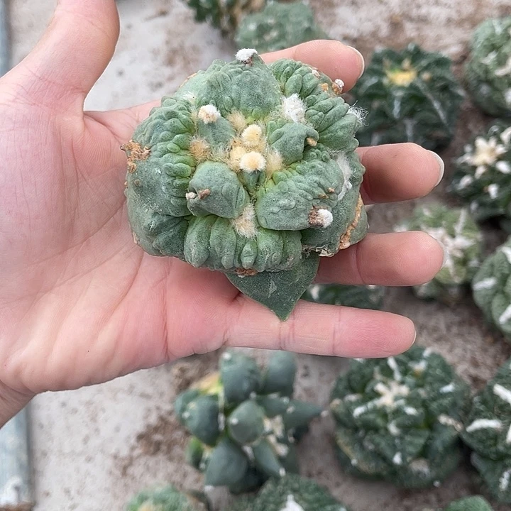 自根怒涛瑕疵特价福利