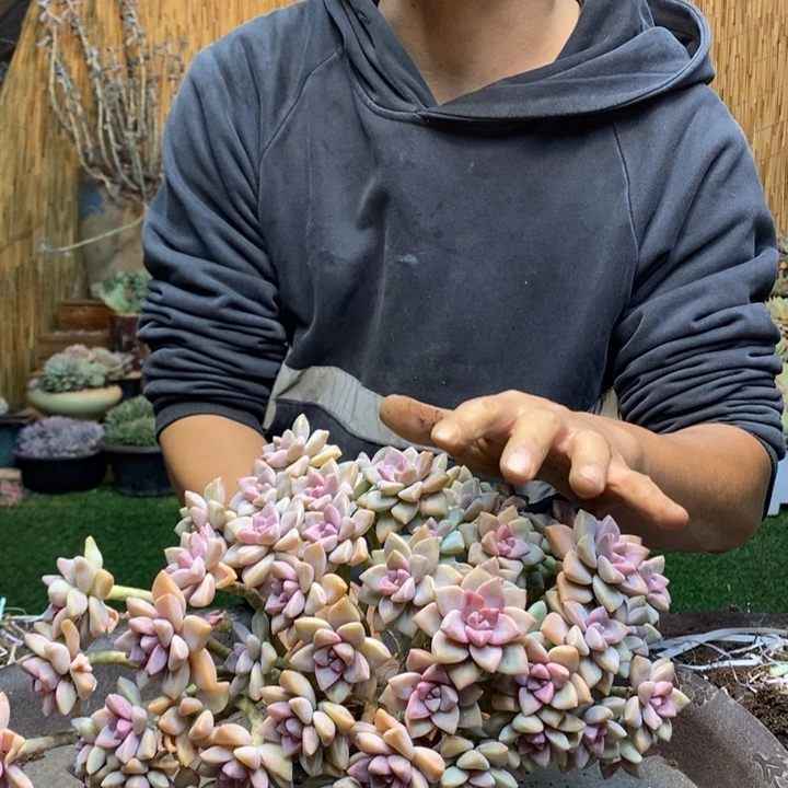 心***姐291 号淡雪多肉植物