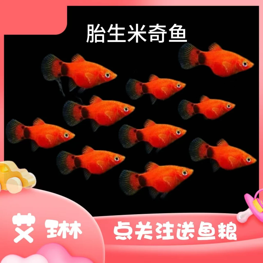 新手好养小型热带观赏活体米奇鱼胎生淡水鱼