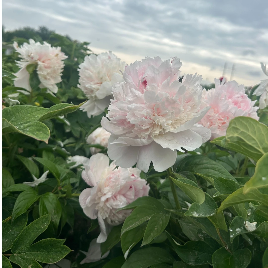 芍药品种（天使脸颊）先发预售卡 秋天发苗