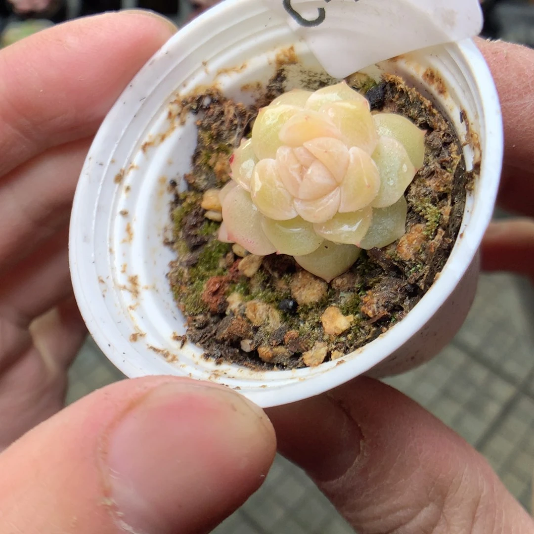 C187y y y y y y y y