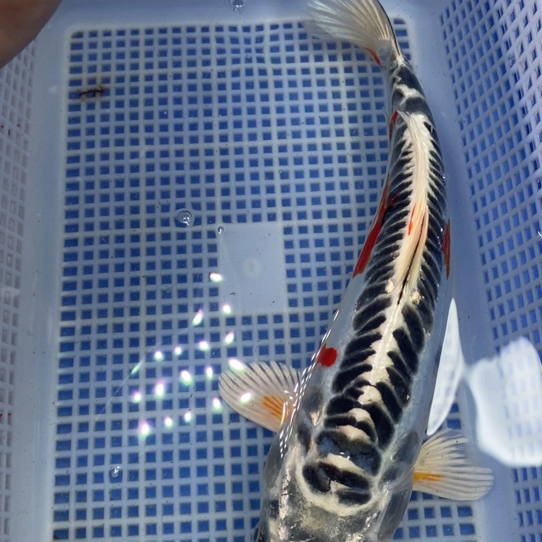 锦鲤冷水锦鲤包邮