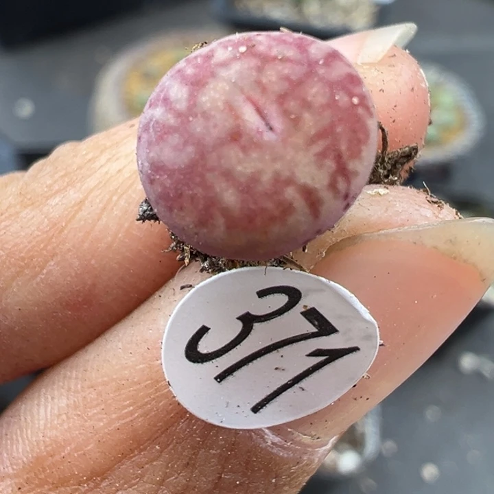 371号12121111221111