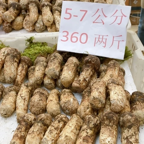 曾***松茸中国大陆一物一拍