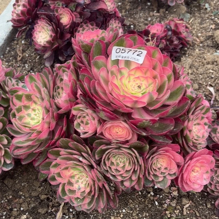 05772倾城多肉植物了