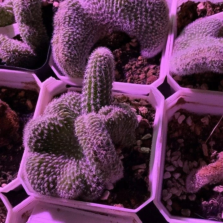潮流植物白檀缀化一颗