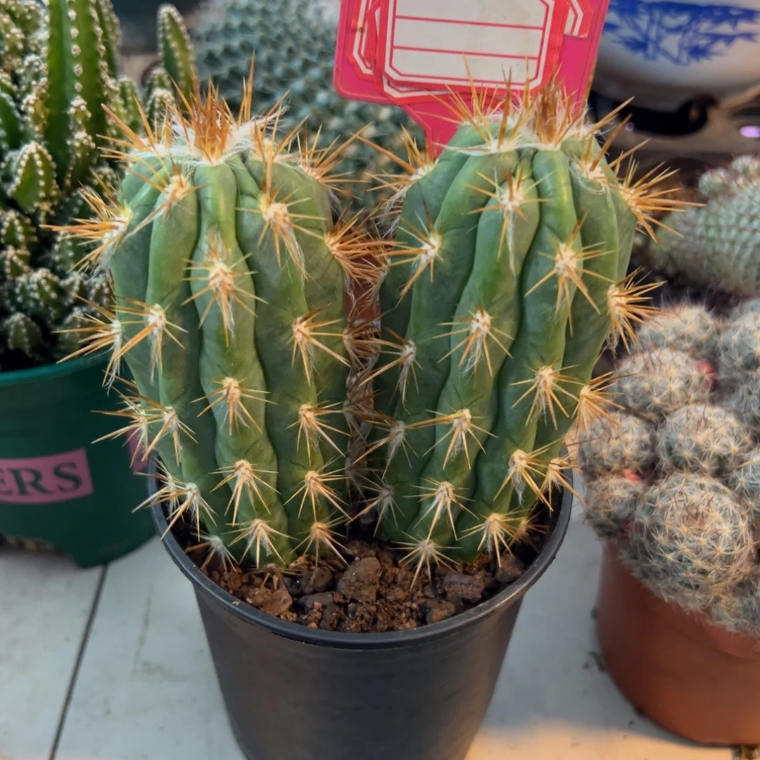 青衣柱随机一颗。