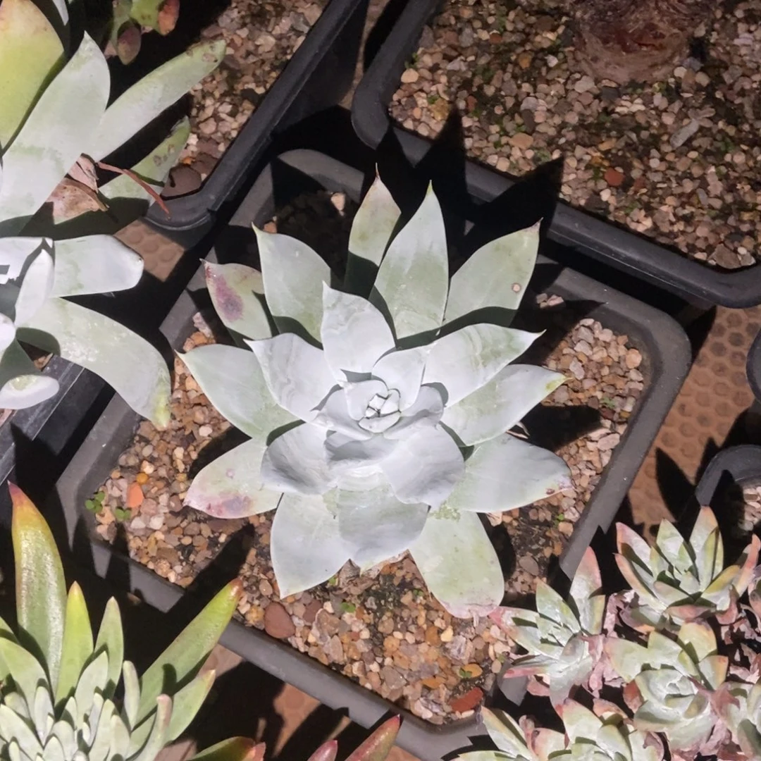 雪山多肉植物啦啦啦